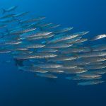 Barracudas en Derawan