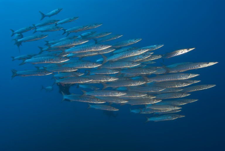 Barracudas en Derawan