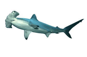 Tiburón martillo