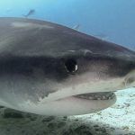 Tiburones tigre en Fuvamulah