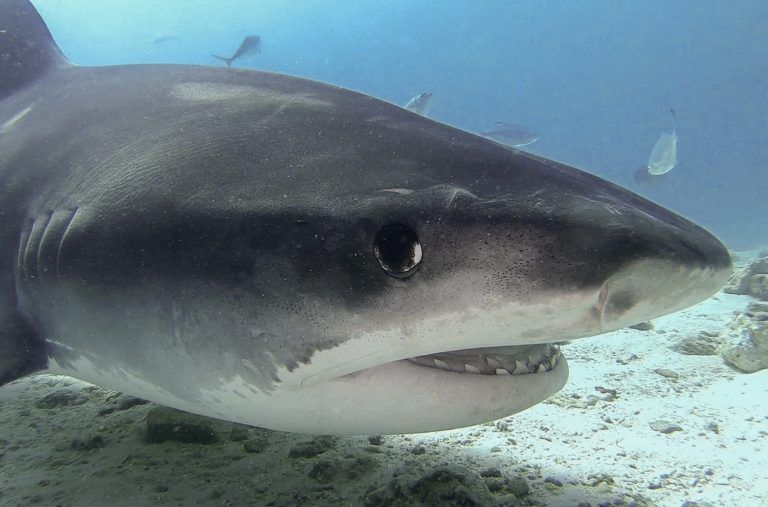 Tiburones tigre en Fuvamulah