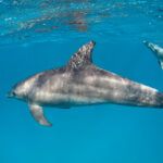 Snorkel o buceo con delfines