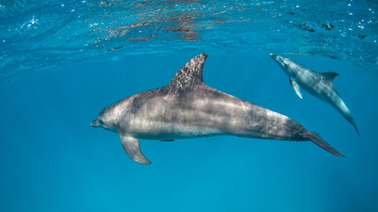Snorkel o buceo con delfines