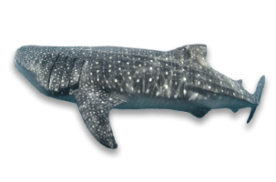 Tiburón ballena