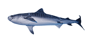 Tiburón tigre