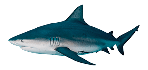 Tiburón toro